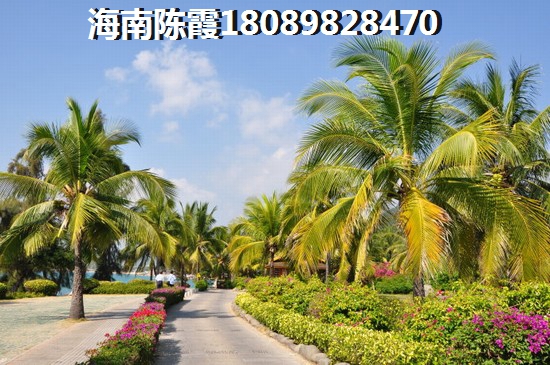 红枫树林风景图